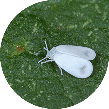 Ջերմոցային Սպիտակ ճանճեր