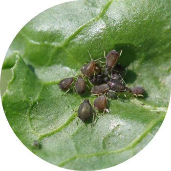 Beակնդեղի տերևային aphids