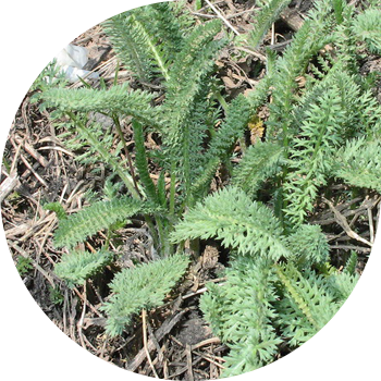 Yarrow սովորական