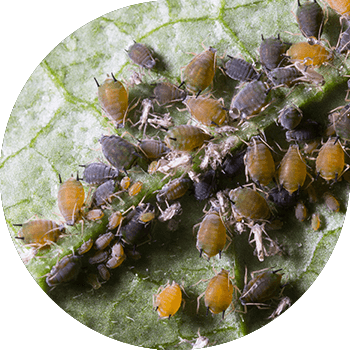 Սեխ (բամբակյա) aphids