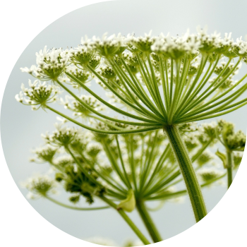 Սոսնովսկու Hogweed