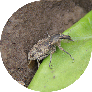 Մոխրագույն ճակնդեղի weevil